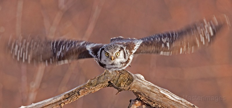 IMG_0315c.jpg - Northern Hawk-Owl (Surnia ulula)